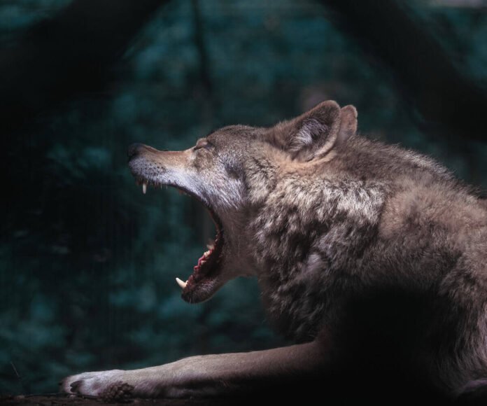 41-1 animal encounters