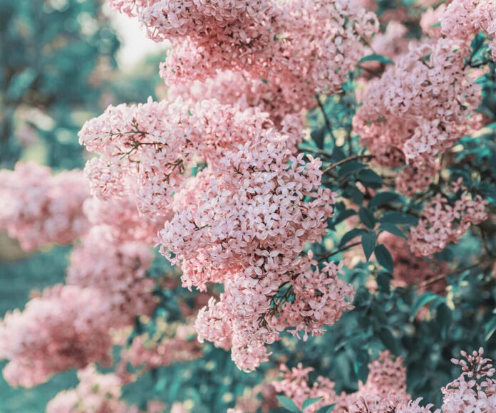 46-1 Book Club: Exploring the Power of Book Gatherings and Author Meetups