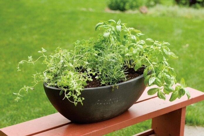 Aromatic Herbs in Your Garden Aromatic Herbs in Your Garden