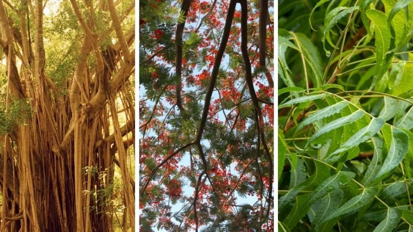 25 Medicinal Trees in India: Unlocking Nature’s Healing Power