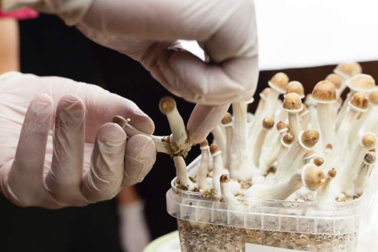 Can You Smoke Magic Mushrooms