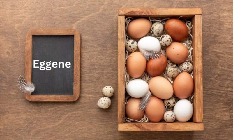 Eggene: Unveiling the Future of Genetic Engineering in Health, Agriculture, and Industry