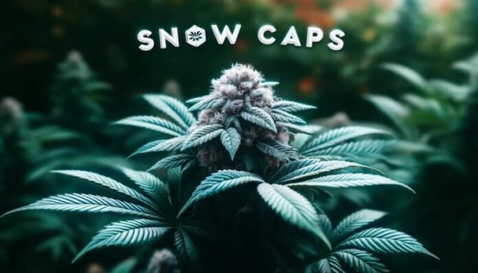 Snow Caps Weed Snow Caps Weed