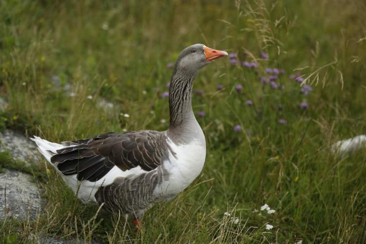 The Ultimate Guide to the Best Duck Decoys: Choosing the Right Ones for Your Hunt